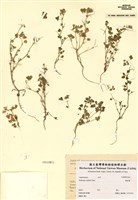 藏品(硬苜蓿)的圖片